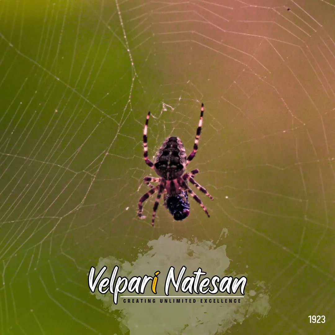 Finding Grip in Unstable Times: Lessons from the Spider