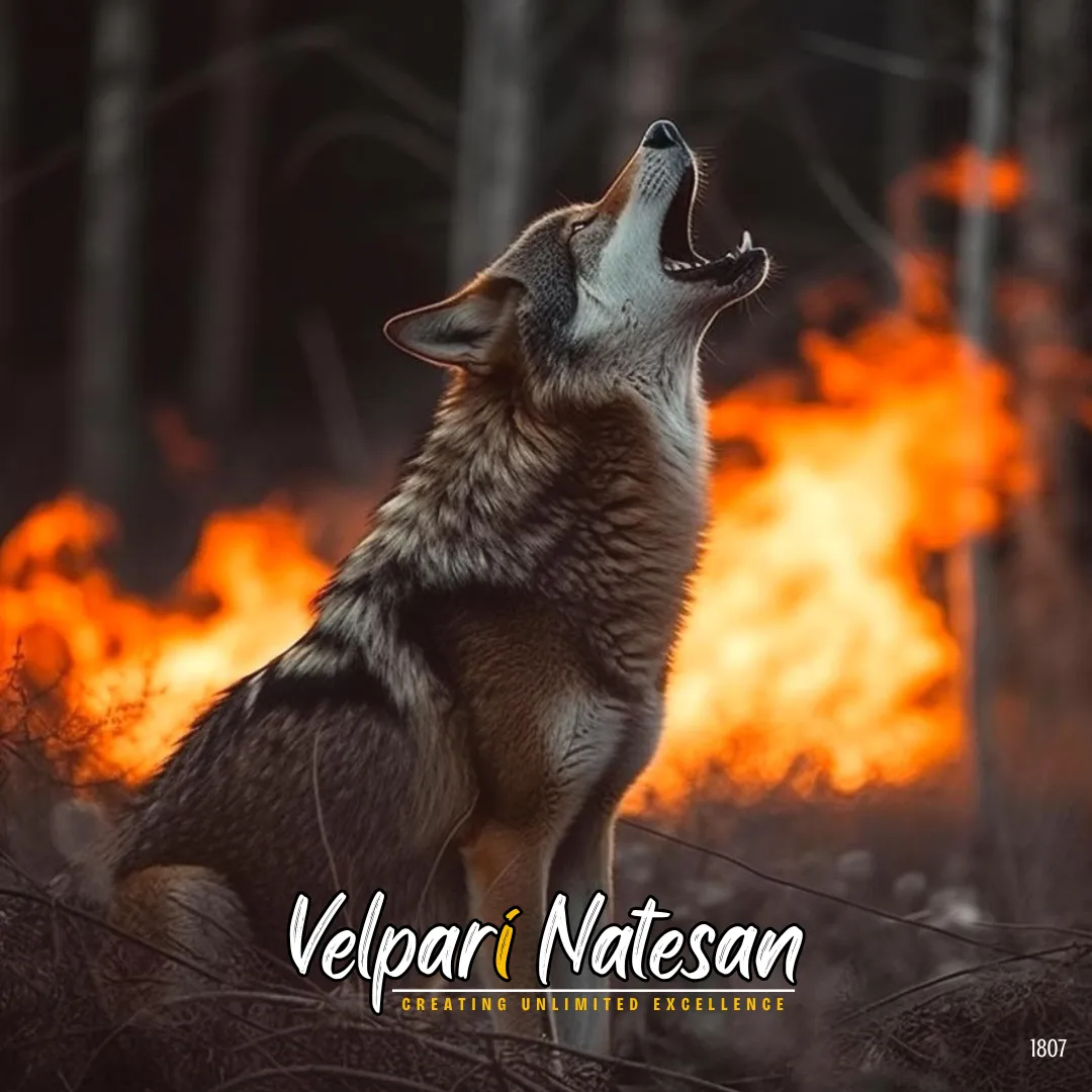 Focused Leadership – A Lesson from Wolves