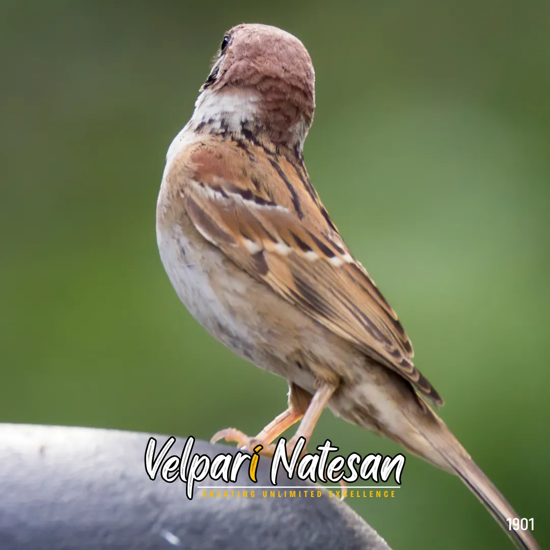 Wisdom Over Force: The Sparrow’s Secret to Smart Leadership