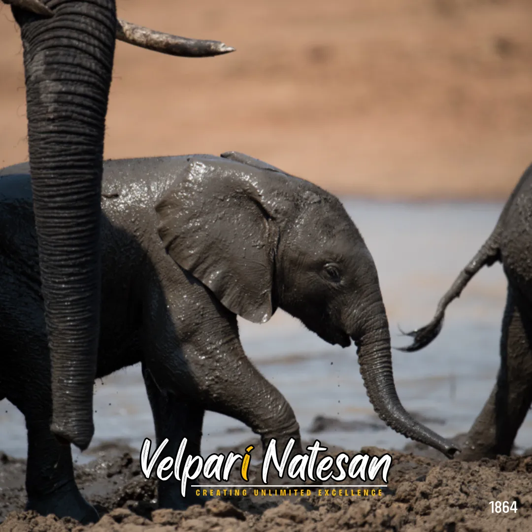 Elephants can smell water 19km away. Leaders sense hope before it appears