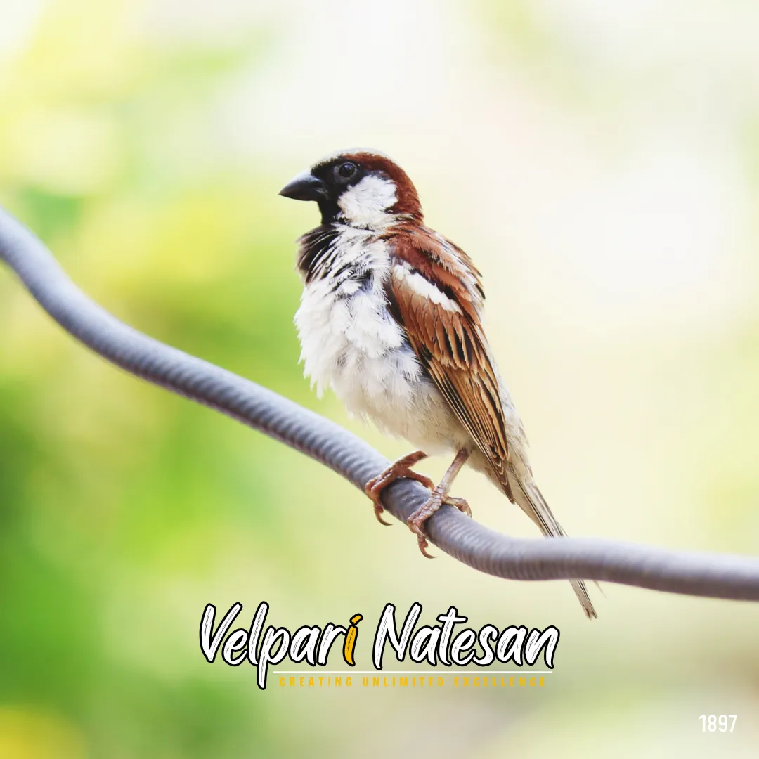 Pace with Purpose: Lessons from the Sparrow
