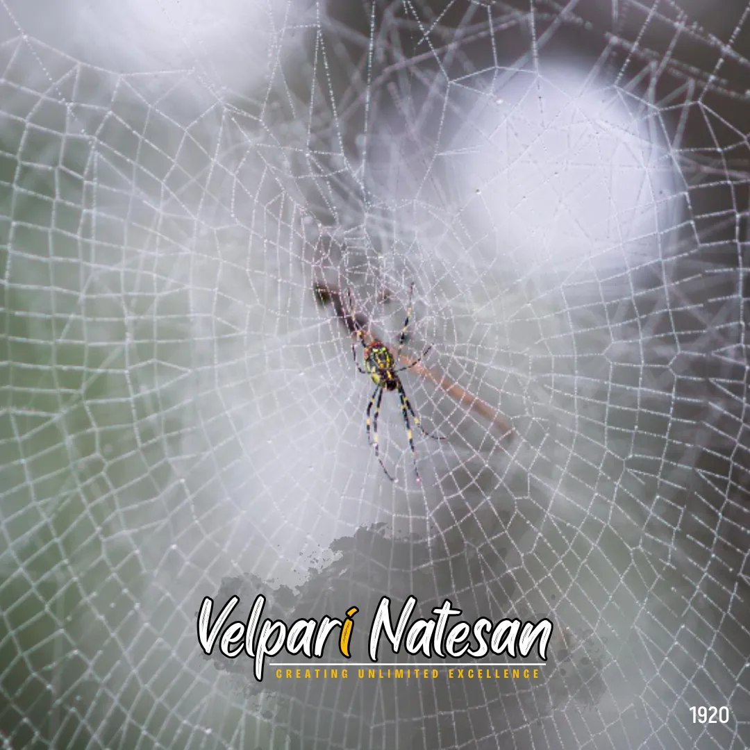 The Power to Begin Again: Lessons from a Spider’s Web