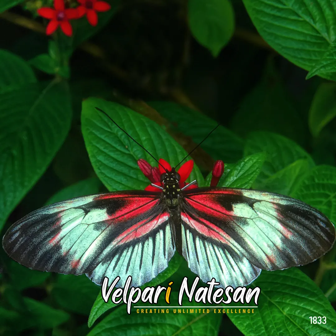 "The Art of Motion and the Power of Vision: How Butterflies and Leaders Inspire"