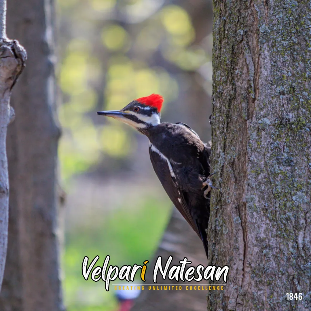 WOODPECKERS stay focused on one spot. Leaders stay focused on one huge goal