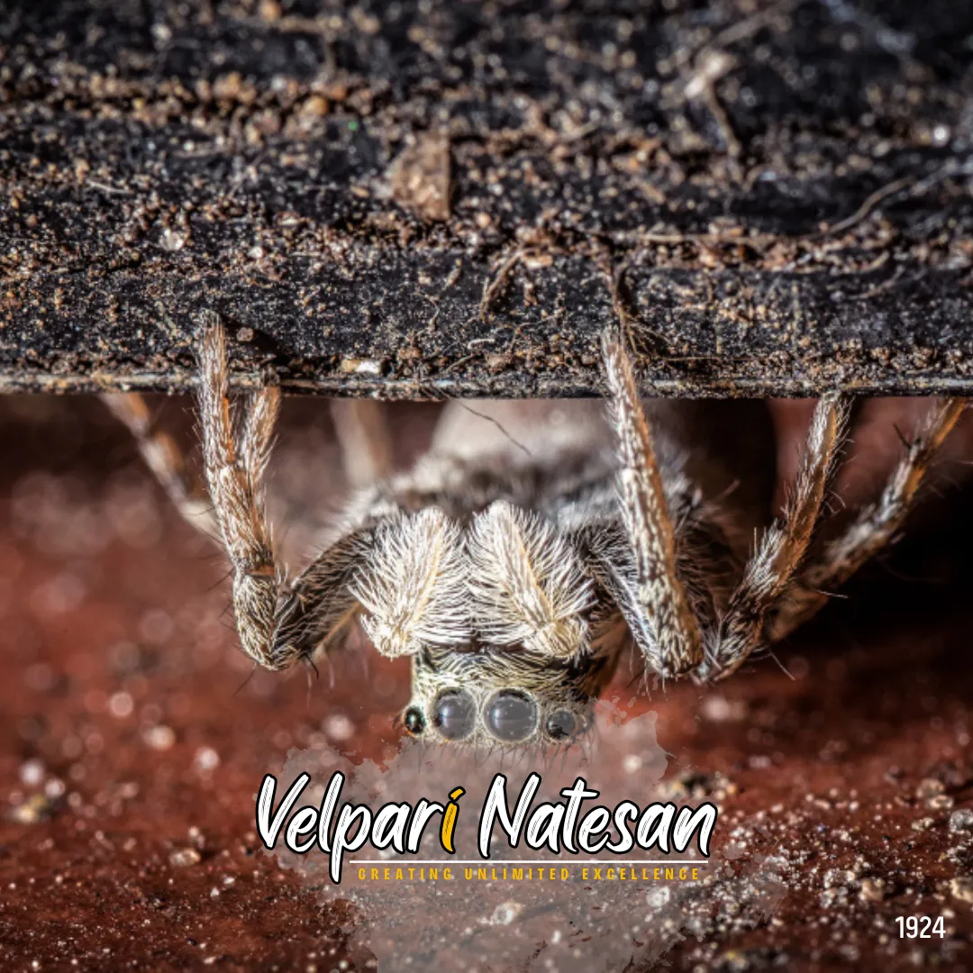 The Invisible Force Within: Lessons from the Spider