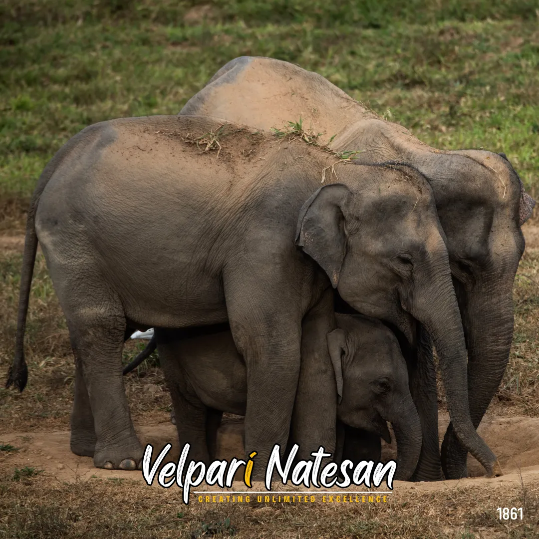 Elephants form alert circle to defend. Leaders create safe spaces for their people