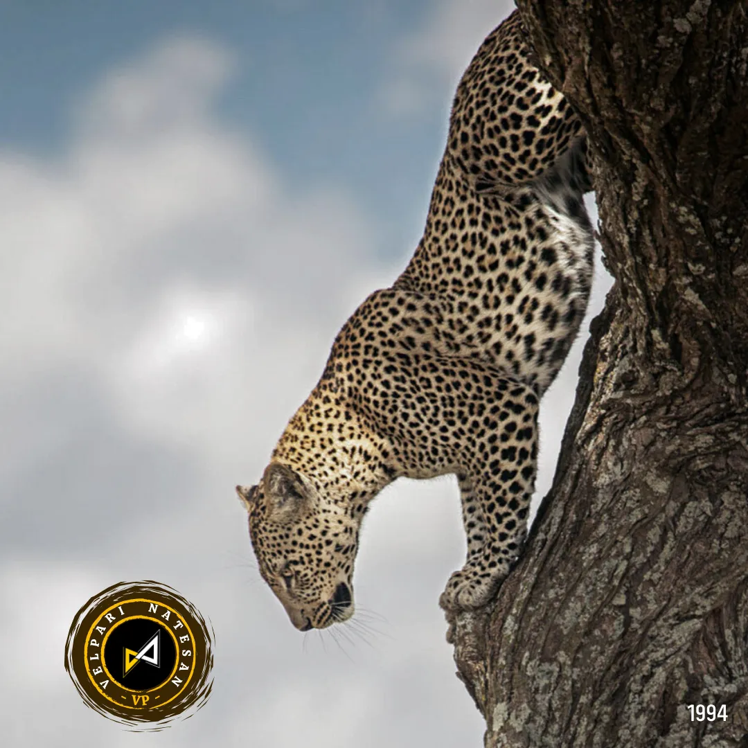 Grace in Motion: The Art of Balanced Leadership