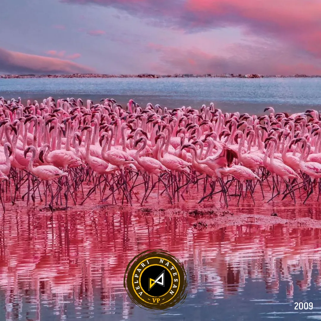 Connected Yet Centered: The Flamingo Way of Leadership