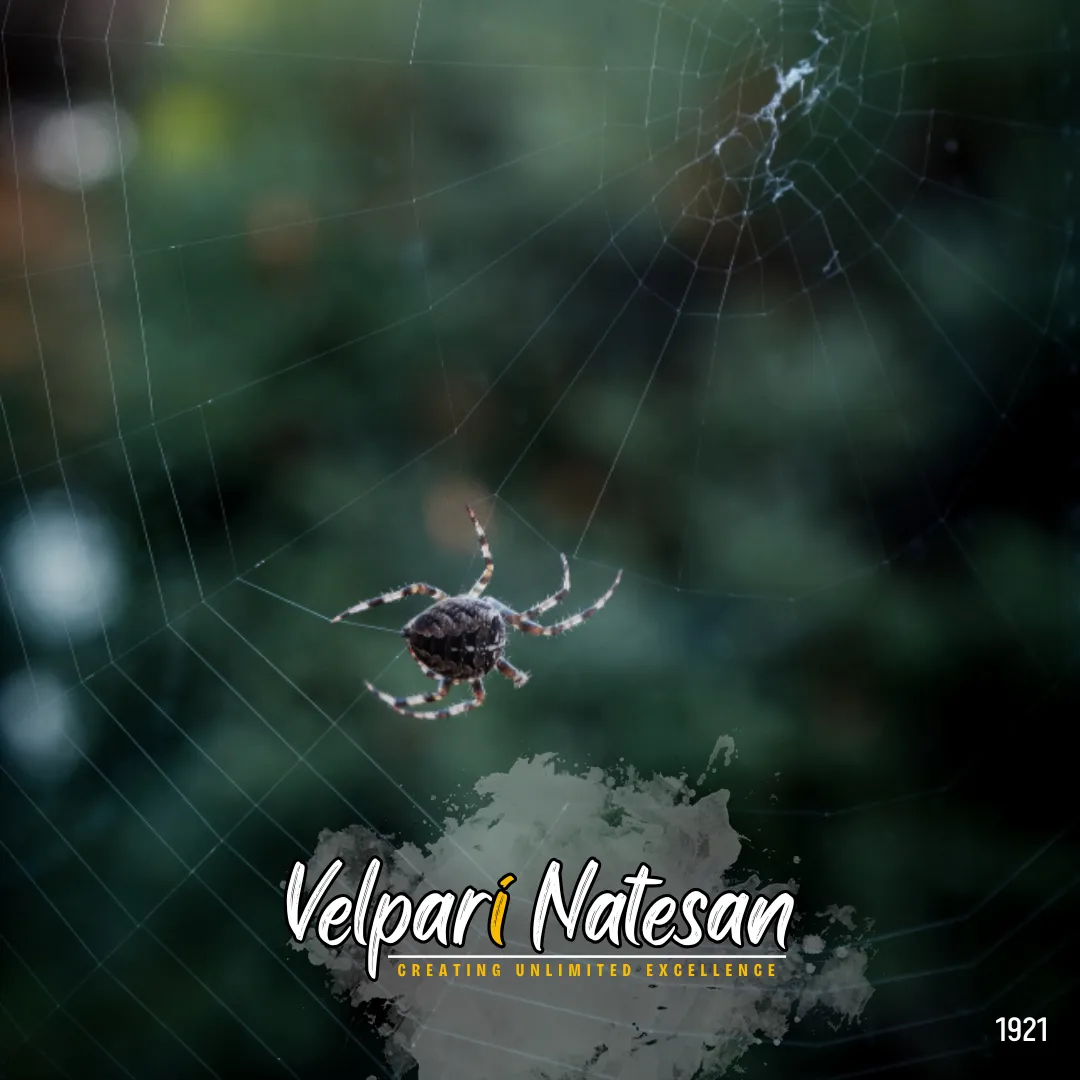 The Art of Many Skills: Lessons from the Spider’s Silk